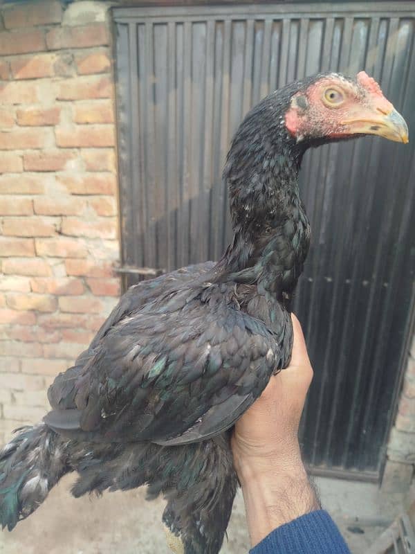 pure aseel pakoya for sale 2