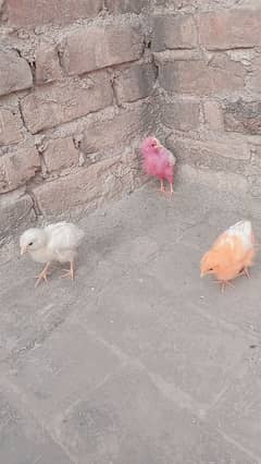 3 chicks for sale age 2 months