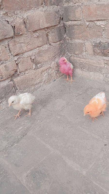 3 chicks for sale age 2 months 0