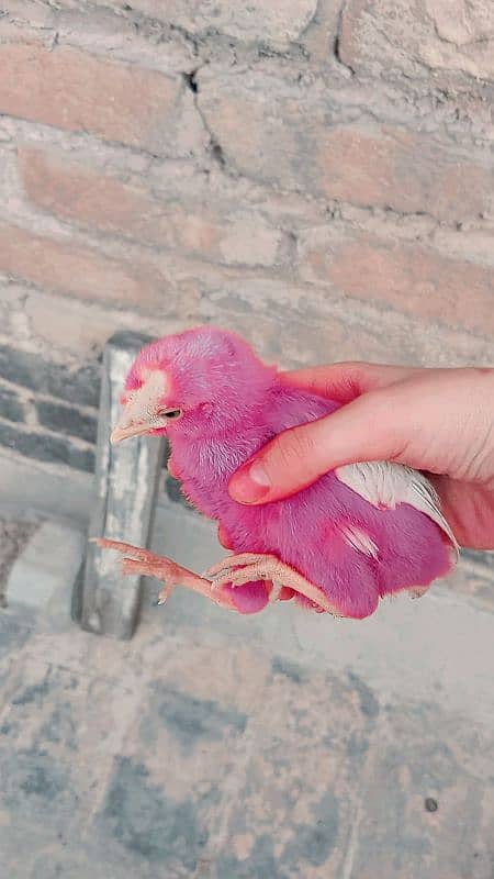 3 chicks for sale age 2 months 1