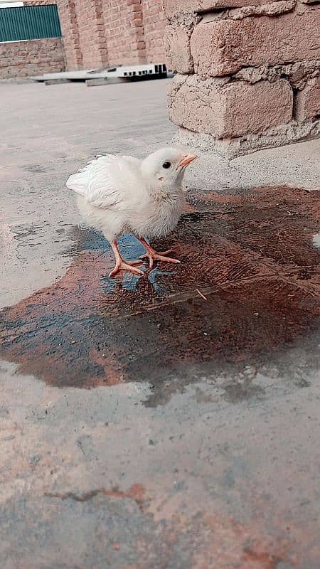 3 chicks for sale age 2 months 4