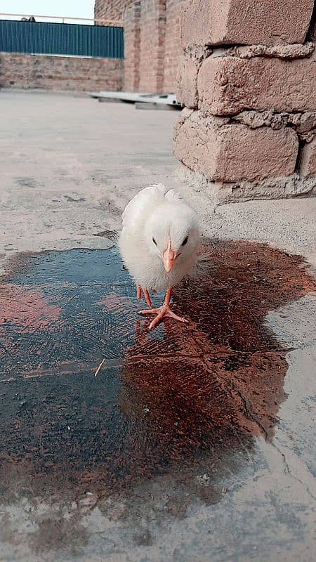 3 chicks for sale age 2 months 5