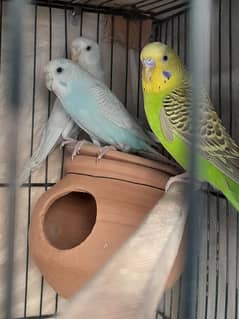 4 breeder pairs and 3 extra breeder male of  quality budgie/Aus parrot