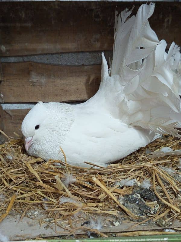 American faintail breeder pair with fertile egg 0