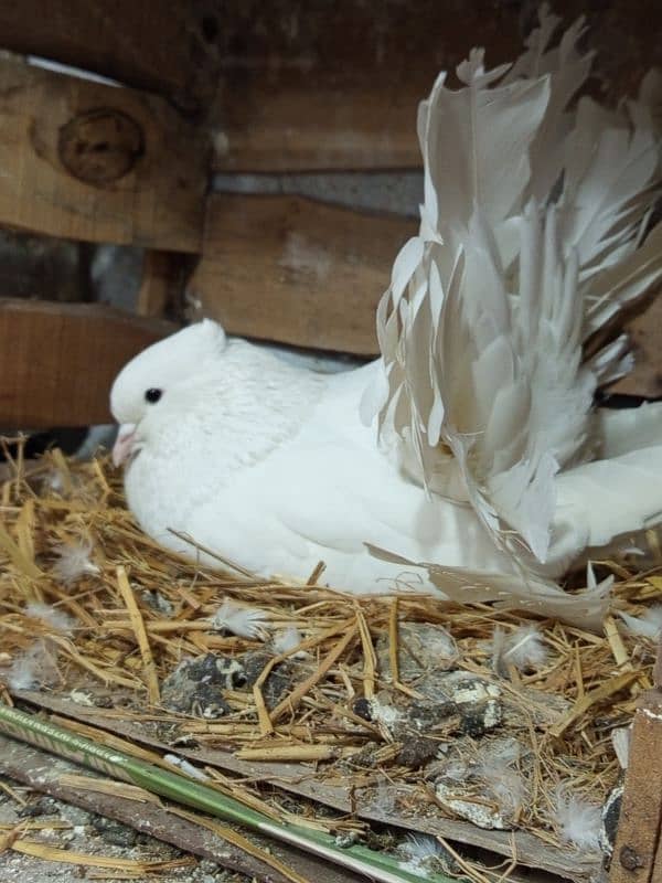 American faintail breeder pair with fertile egg 1