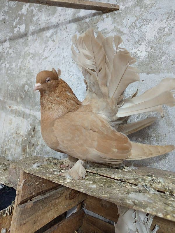 American faintail breeder pair with fertile egg 2