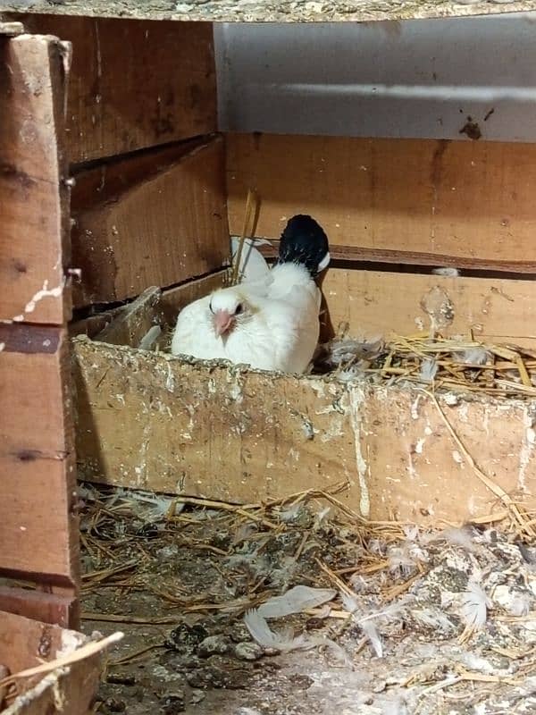 American faintail breeder pair with fertile egg 5