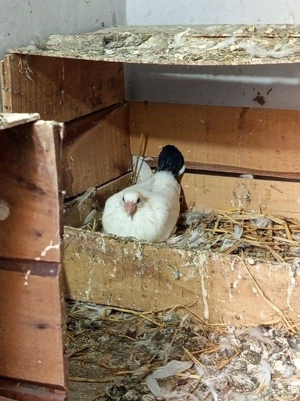 American faintail breeder pair with fertile egg 6