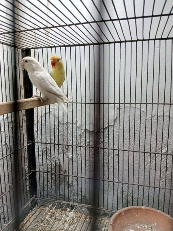 Breader Pair for sale 1