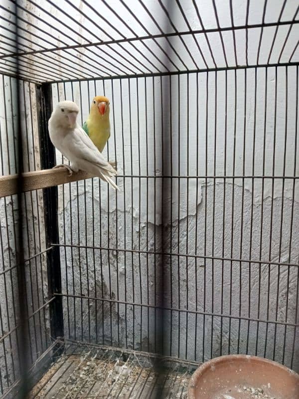 Breader Pair for sale 4