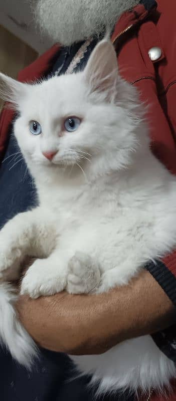 Persian Cat Beautiful Blue Eyes 0