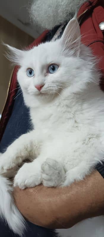 Persian Cat Beautiful Blue Eyes 1