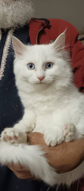 Persian Cat Beautiful Blue Eyes 4