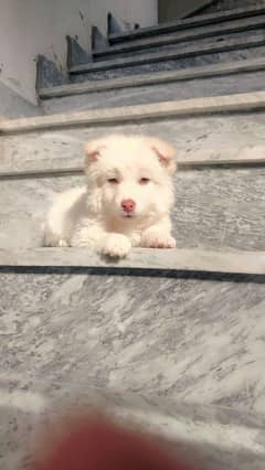 Russian male puppy zero size