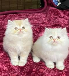 Persian kitten available now