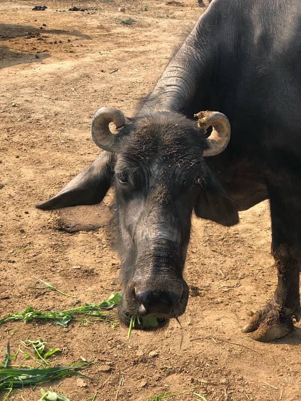 buffalos for sale 4