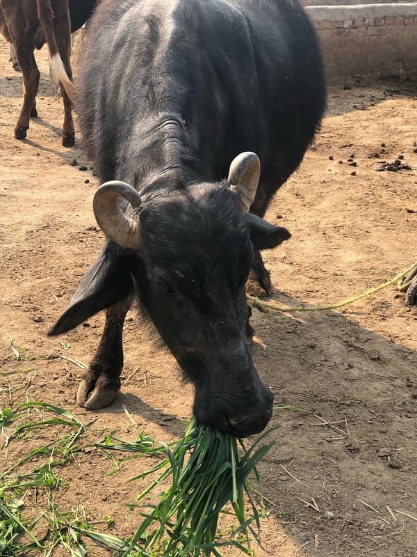 buffalos for sale 5