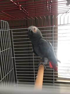 african grey male and corella male for sale