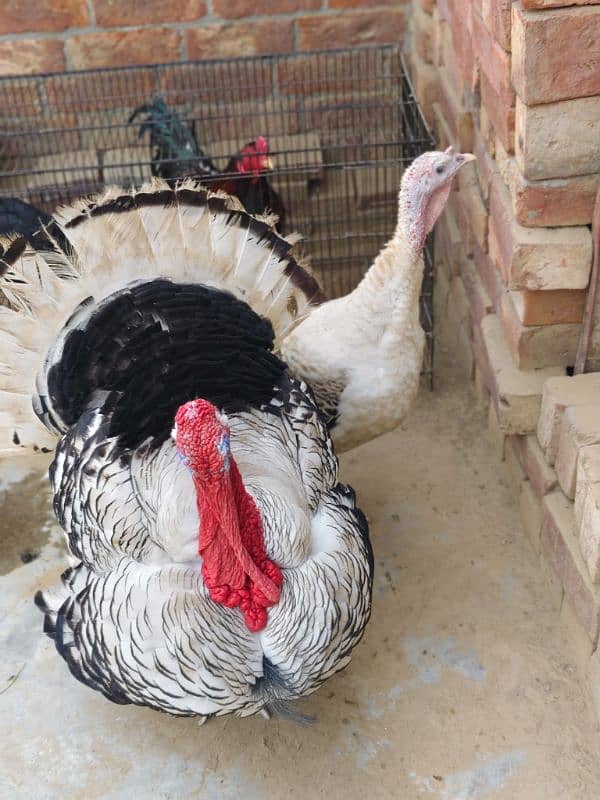 Turkey Birds, Healthy breeder pair. Egg laying. Beautiful Birds 5