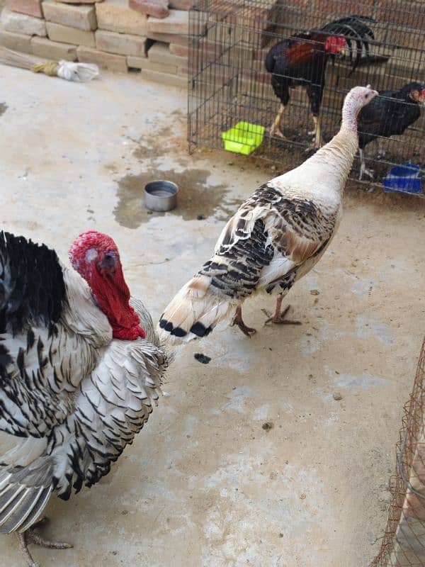 Turkey Birds, Healthy breeder pair. Egg laying. Beautiful Birds 6