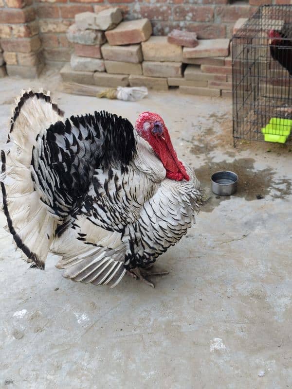 Turkey Birds, Healthy breeder pair. Egg laying. Beautiful Birds 8