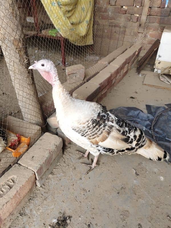 Turkey Birds, Healthy breeder pair. Egg laying. Beautiful Birds 12