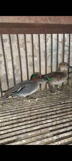 ducks breeder pair