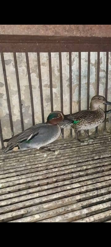 ducks breeder pair 0