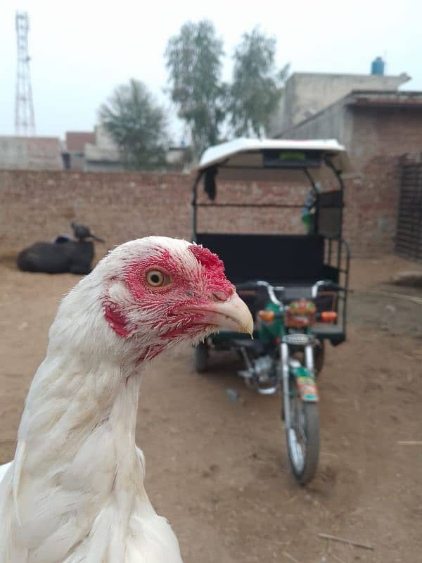 paper white heera aseel murga, female, Madi, chicks, for sale 1