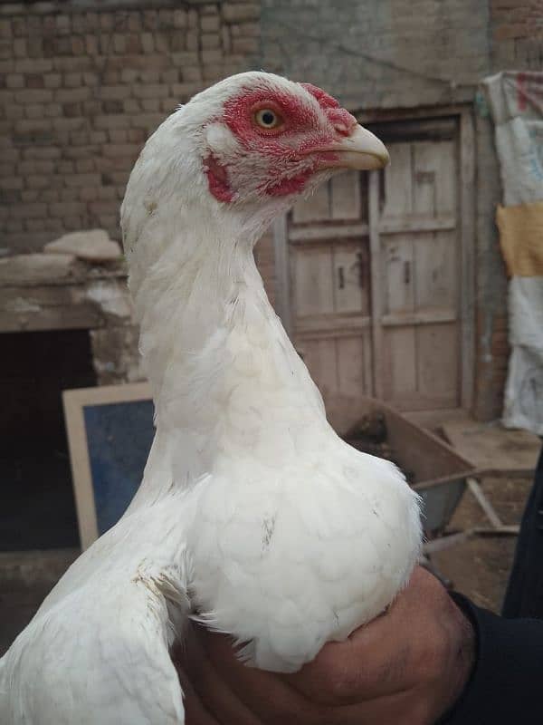 paper white heera aseel murga, female, Madi, chicks, for sale 2