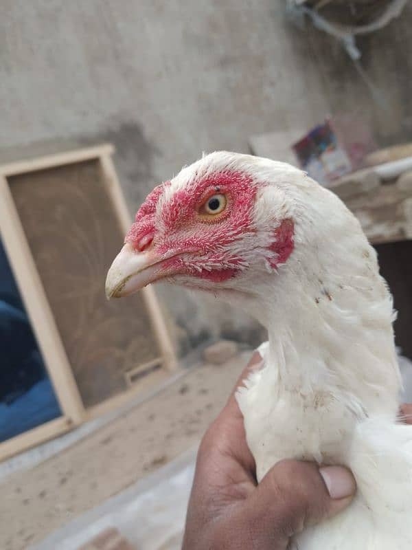 paper white heera aseel murga, female, Madi, chicks, for sale 3