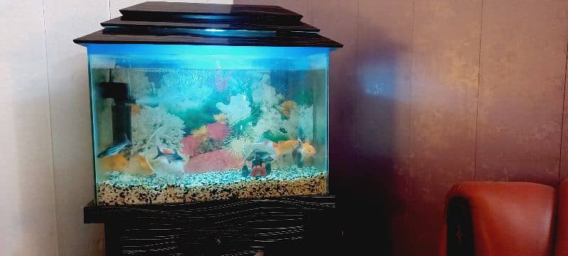 Fish and Aquarium 0