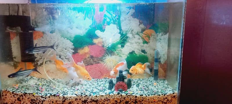 Fish and Aquarium 3