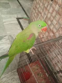 Row parrot hand tame parrot for sale. . parrot health and active. .