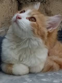 persian pair cats for sale