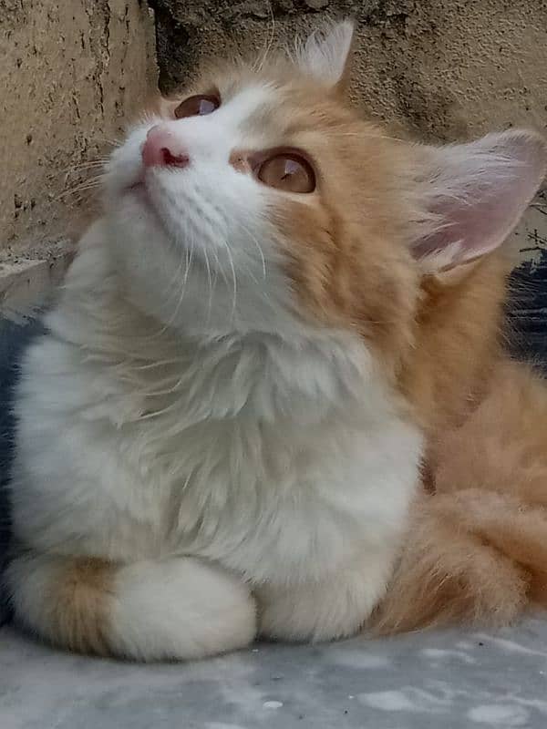 persian pair cats for sale 0