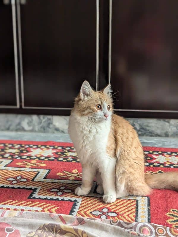 persian pair cats for sale 1