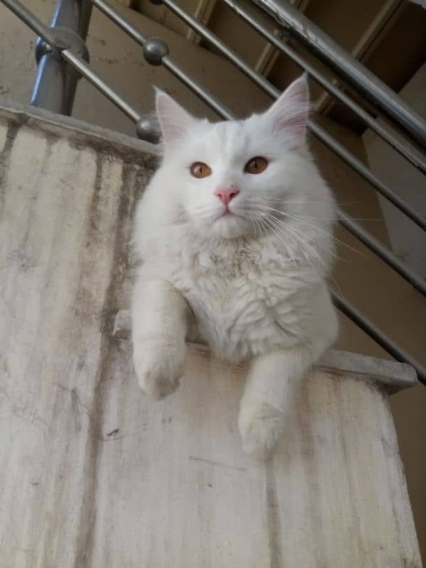 persian pair cats for sale 8