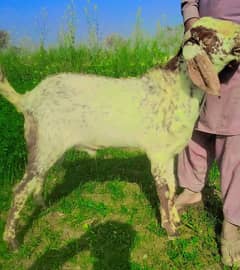 Desi Bakra For Sale. +03274139425