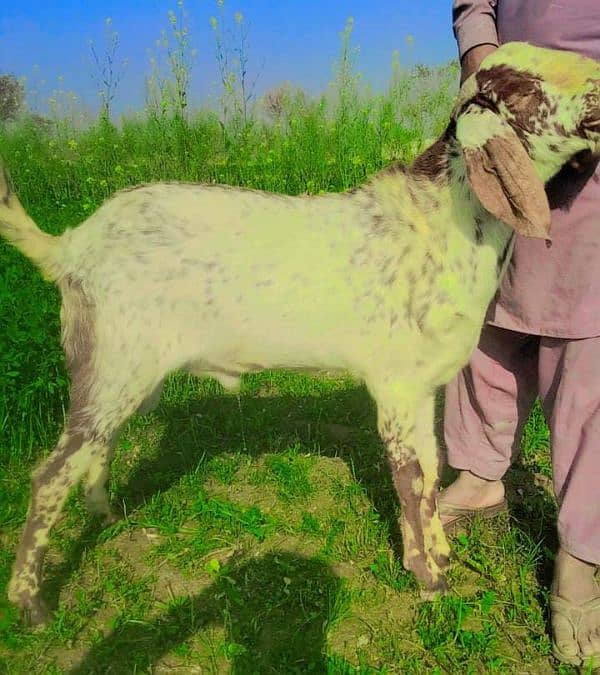 Desi Bakra For Sale. +03274139425 0