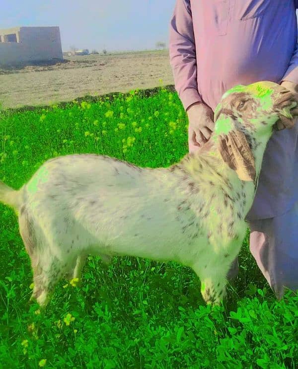 Desi Bakra For Sale. +03274139425 2