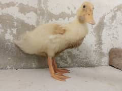 top quietly female white ducks baby