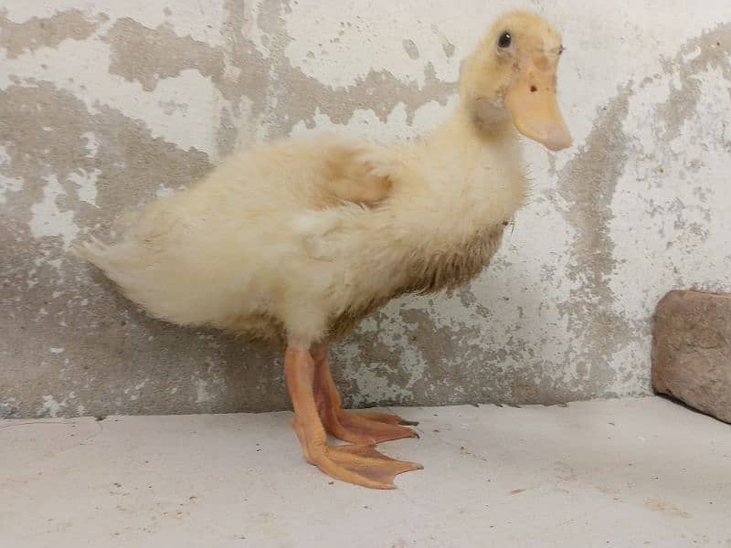 top quietly female white ducks baby 0