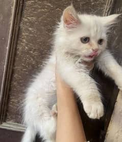 persian kitten for sale