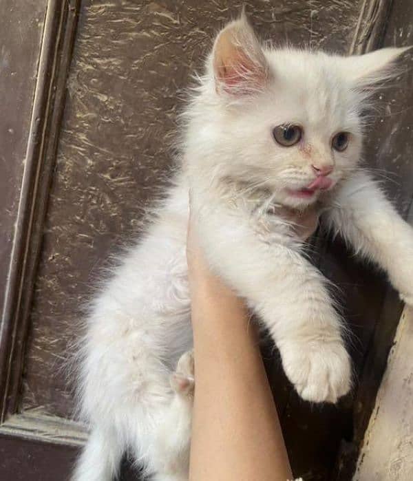 persian kitten for sale 0