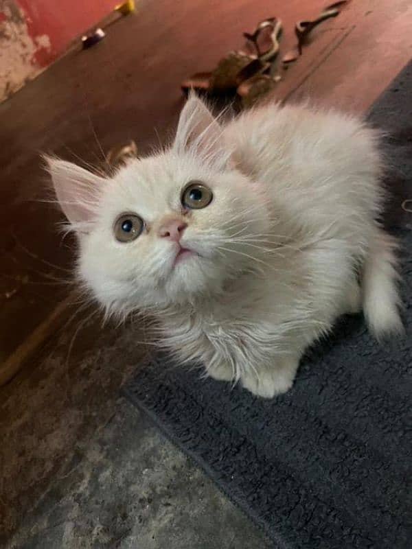 persian kitten for sale 1