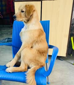 Golden Retriever female Dog