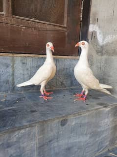 Danish pair urgent sale Mashallah very beautiful pair