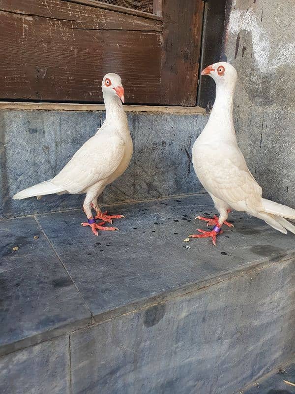 Danish pair urgent sale Mashallah very beautiful pair 1