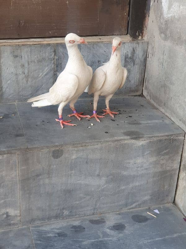 Danish pair urgent sale Mashallah very beautiful pair 4